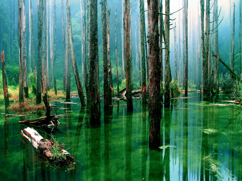 Submerged Trees in Forest