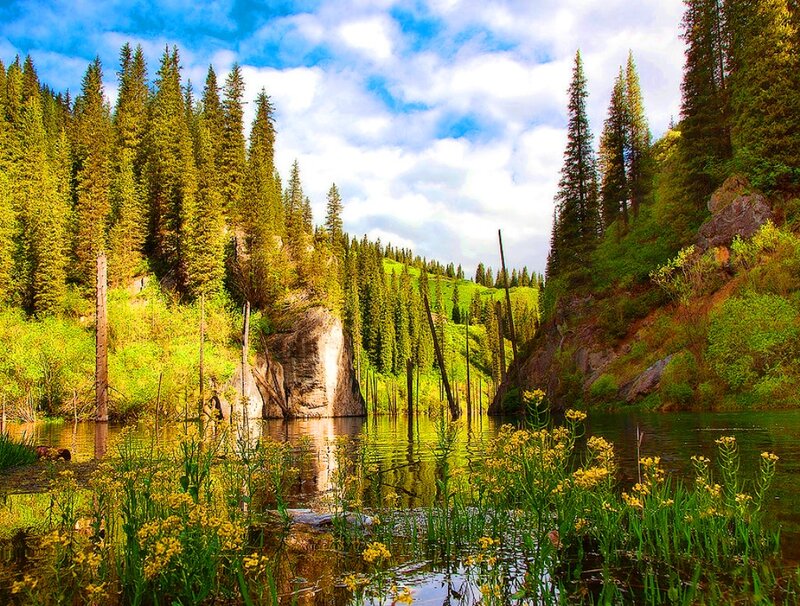 Submerged Trees in Lake