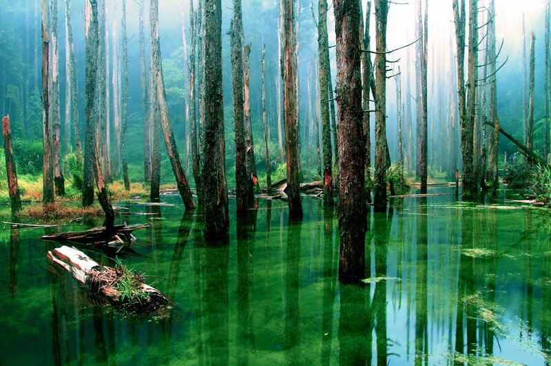 Submerged Trees in Swamp