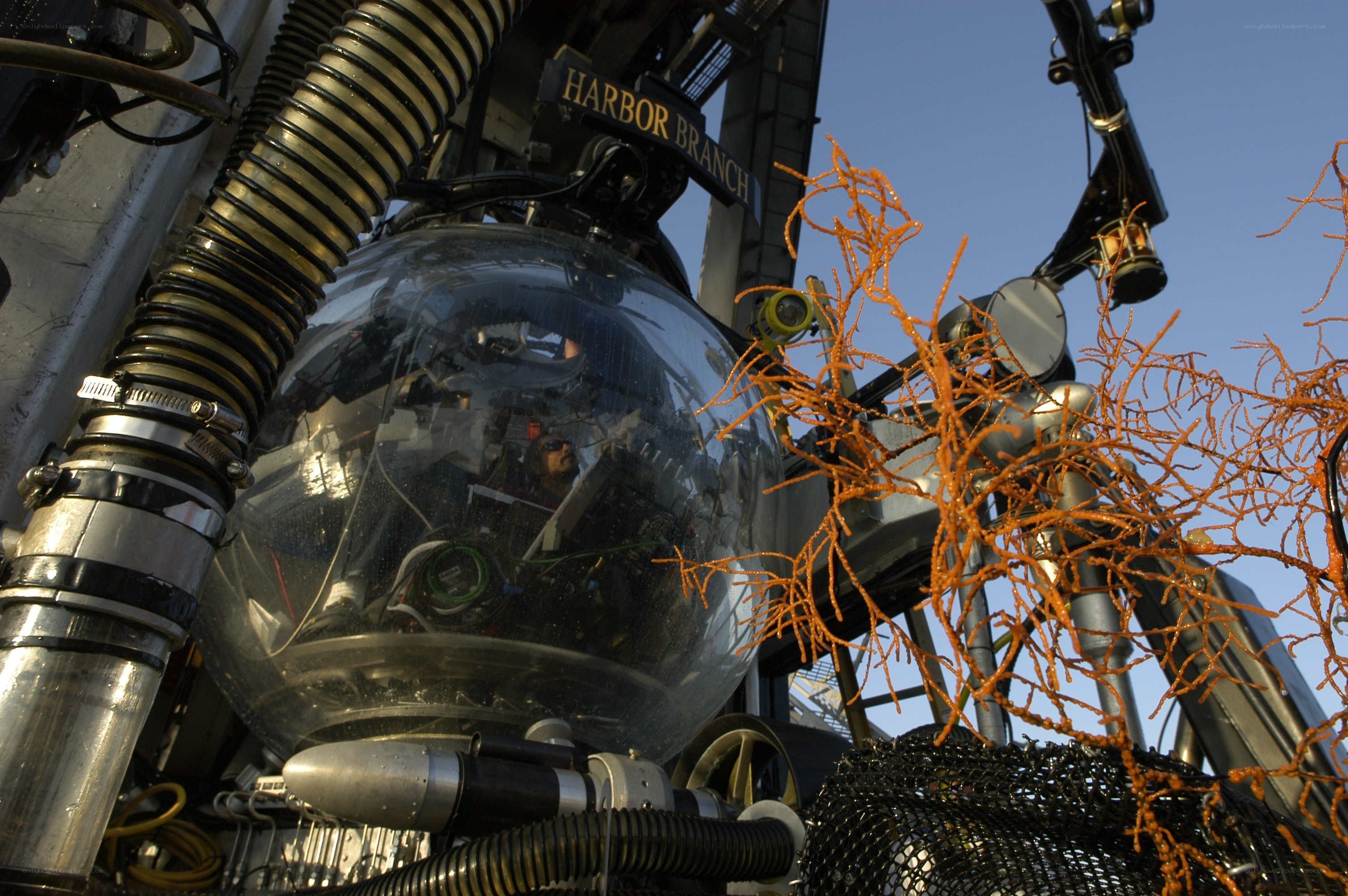 Submersible with coral specimen