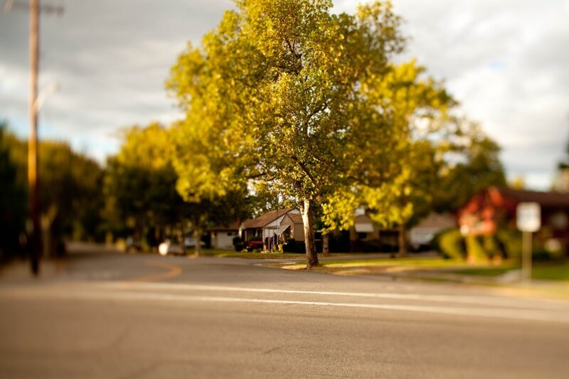 suburban street with trees