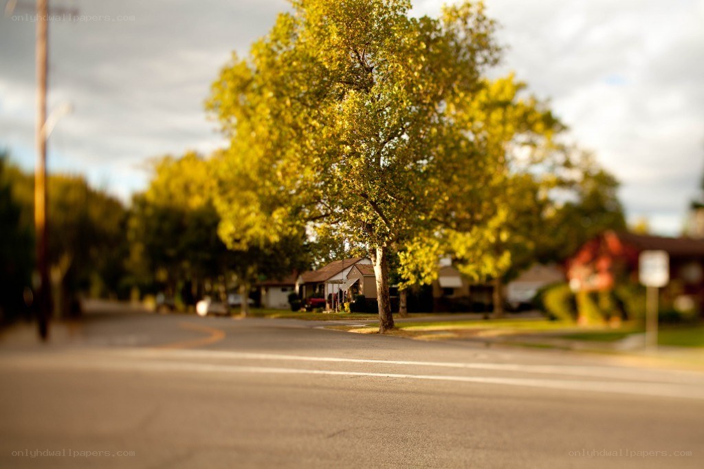 suburban street with trees