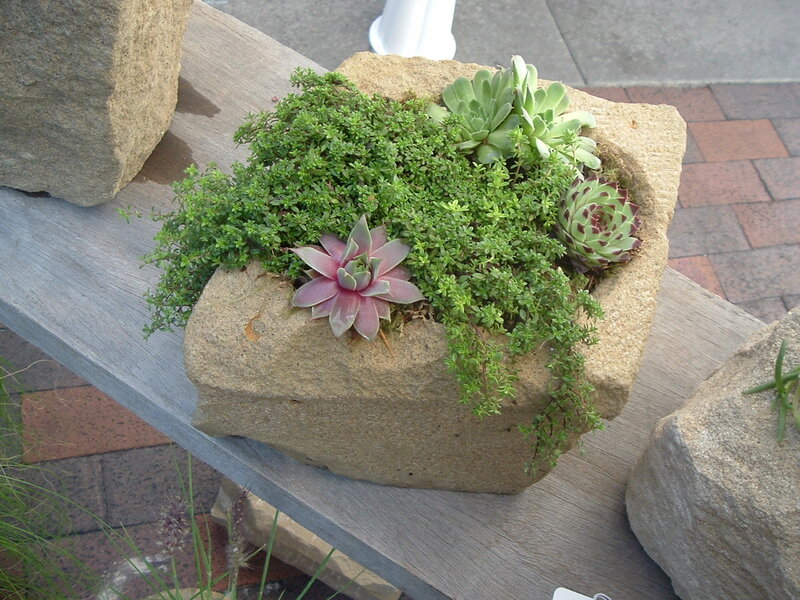 Succulent Arrangement in Stone Pot