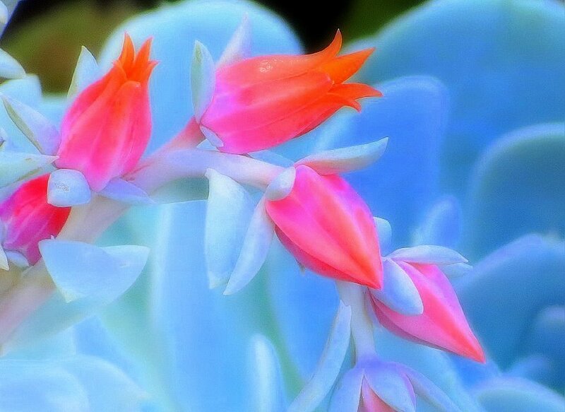 Succulent Flower Buds