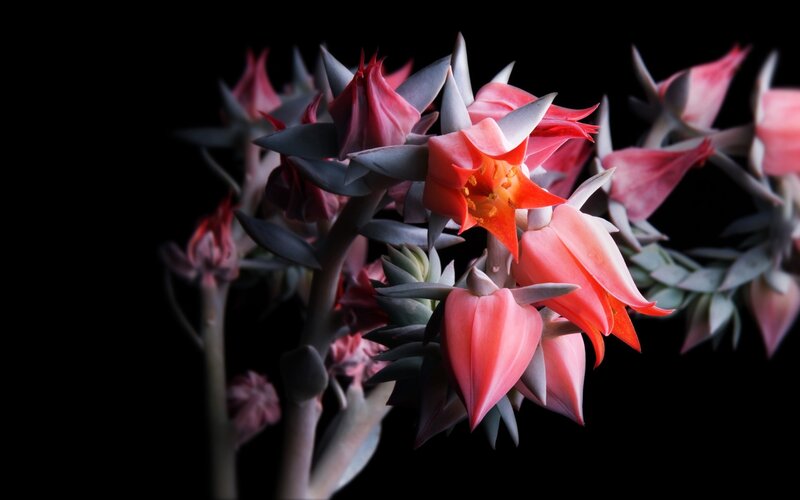 Succulent Flower Cluster