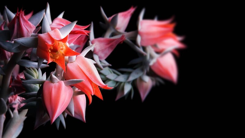Succulent Flowers in Bloom — Pink, Dramatic