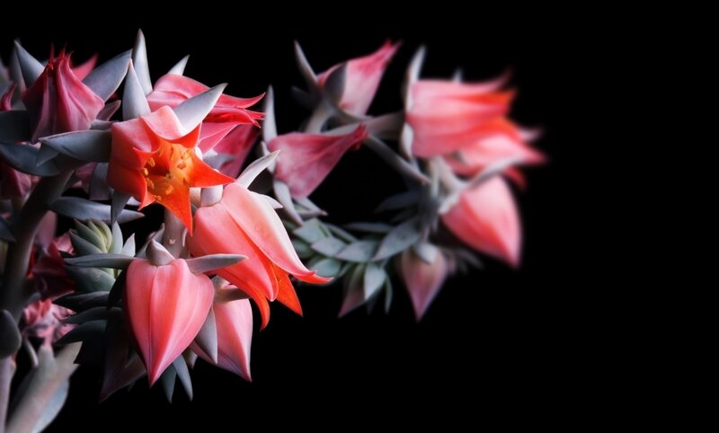 Succulent Flowers in Bloom — Pink