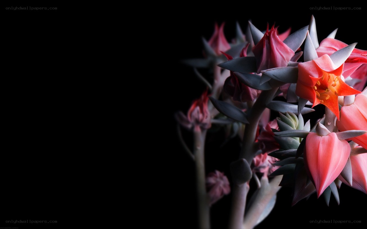 Succulent flowers on black