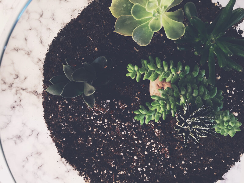 succulent garden in glass bowl