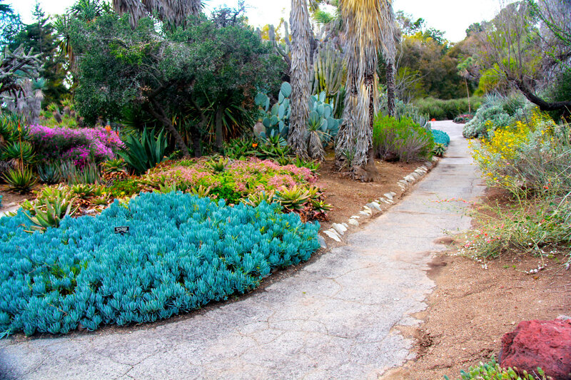 Succulent Garden Path — Blue