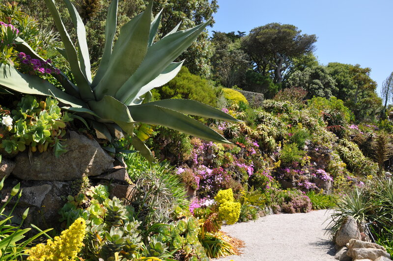 Succulent Garden Path