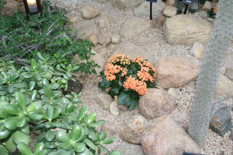 Succulent Garden with Cactus