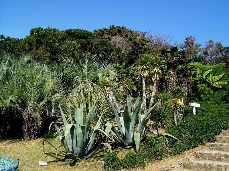 Succulent garden with palm trees