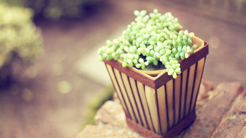 Succulent in a Pot