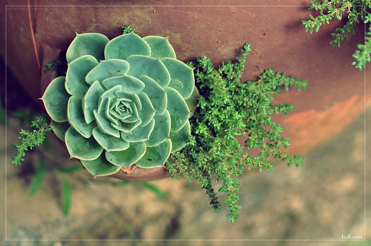 succulent in a terracotta pot