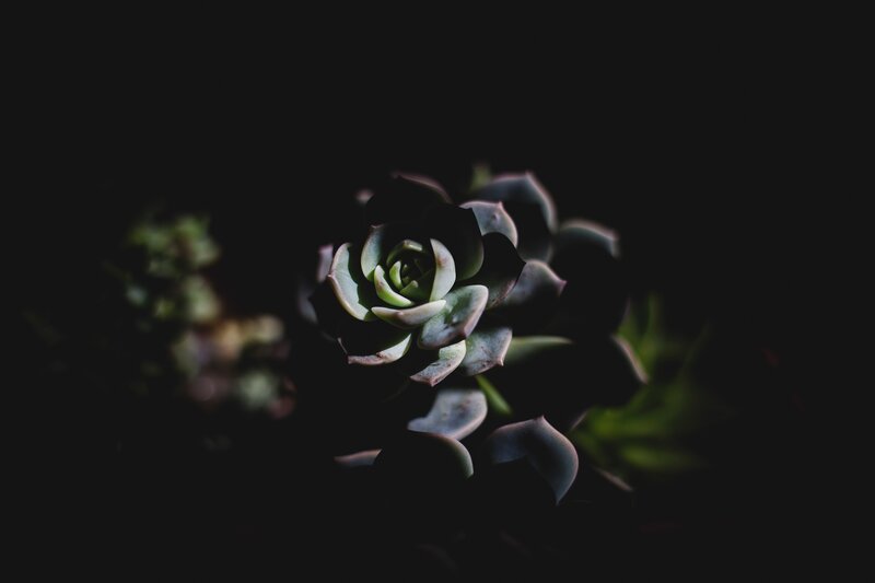 succulent in dark light