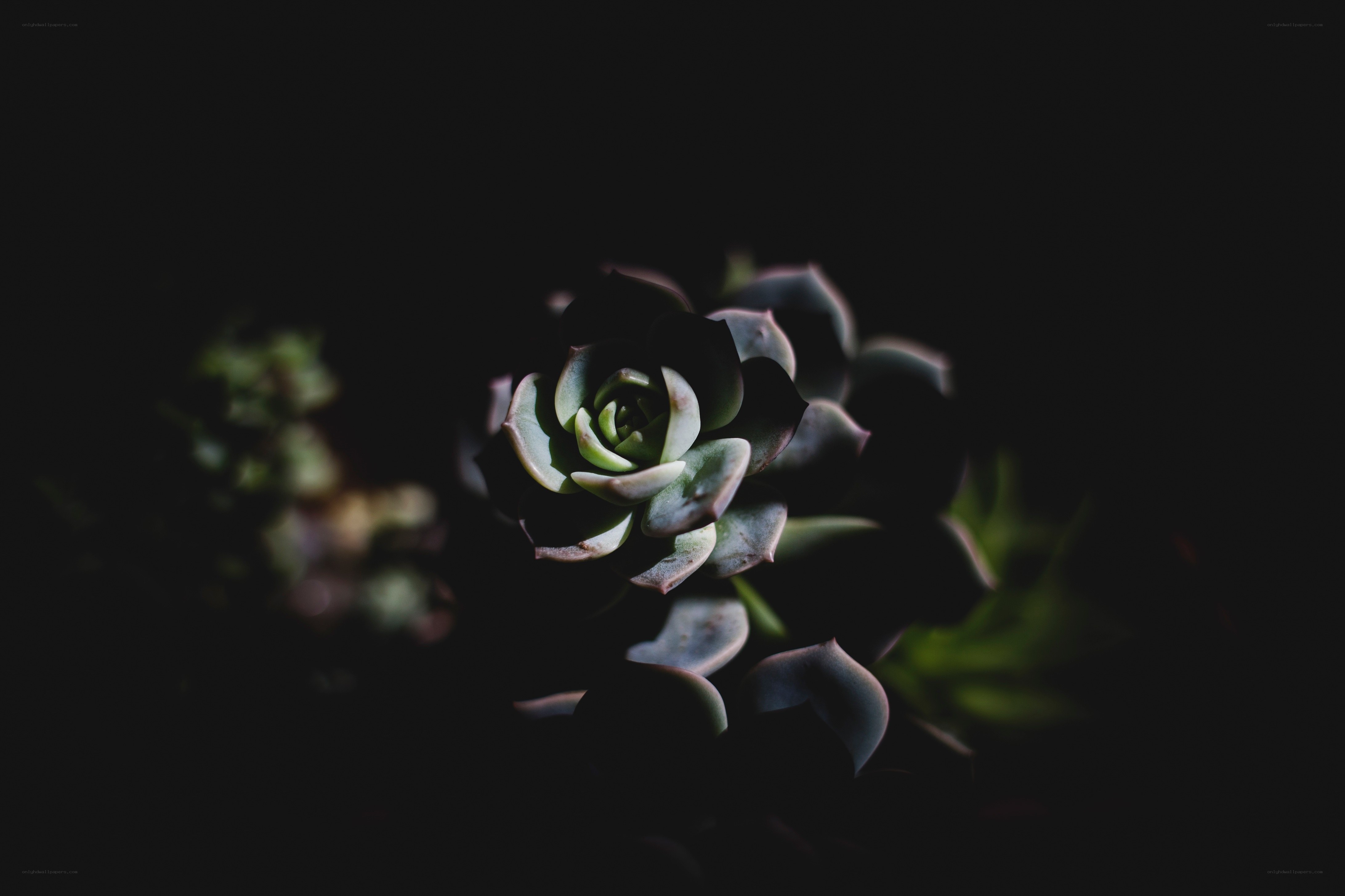 succulent in dark light