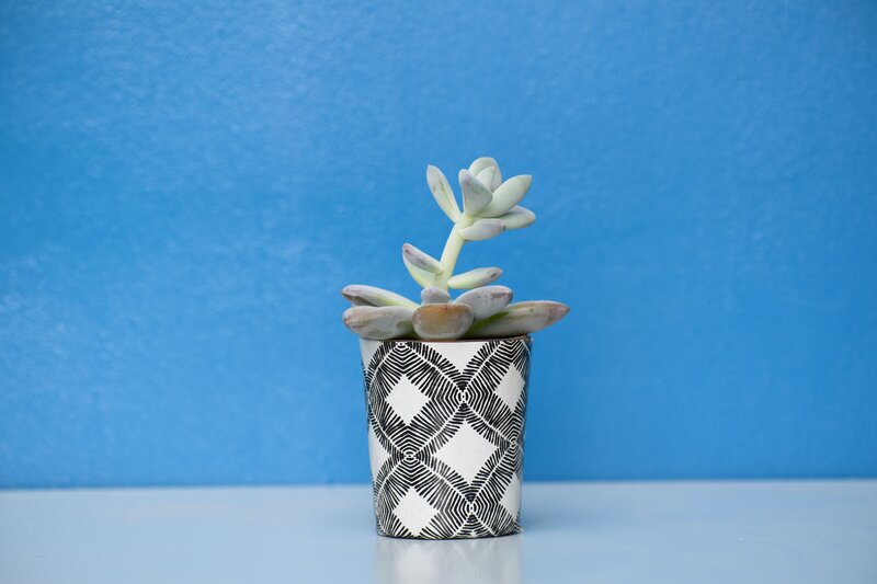 succulent in patterned pot