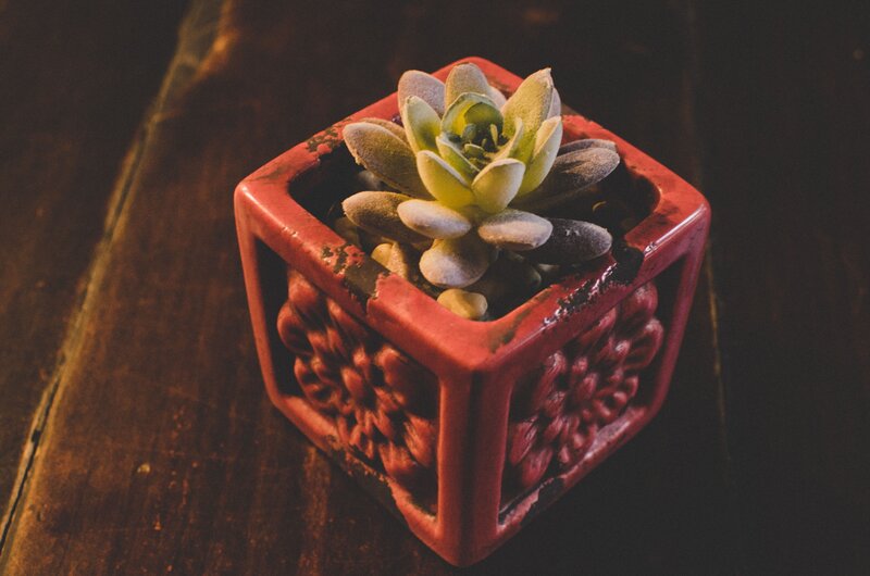 succulent in red pot