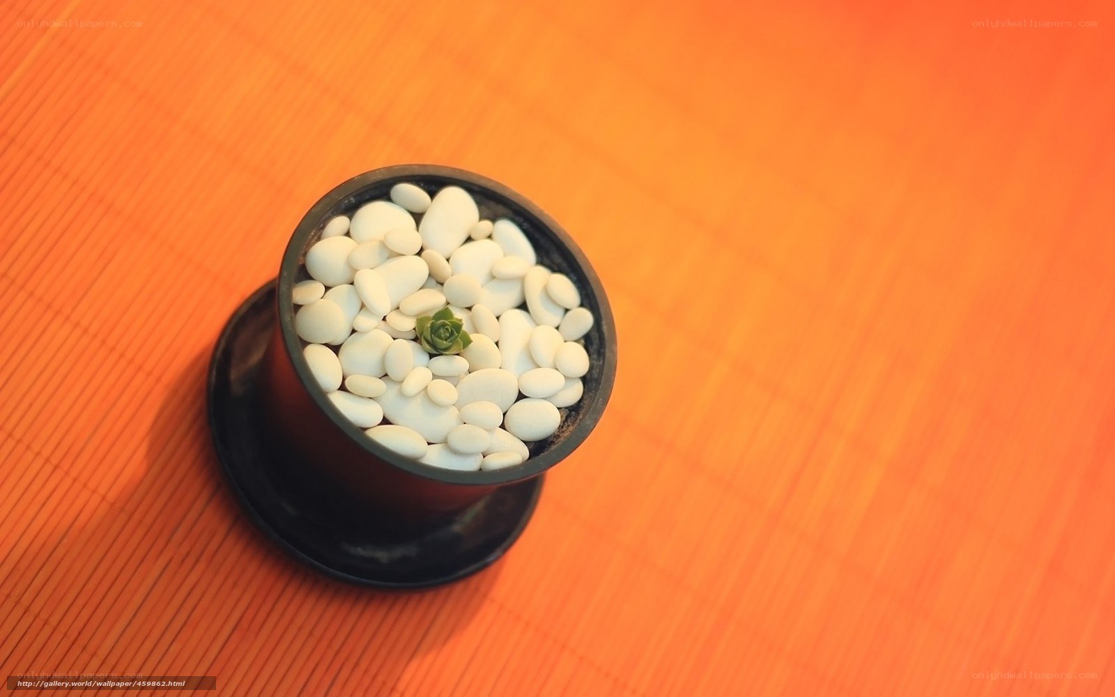 succulent in white pebbles