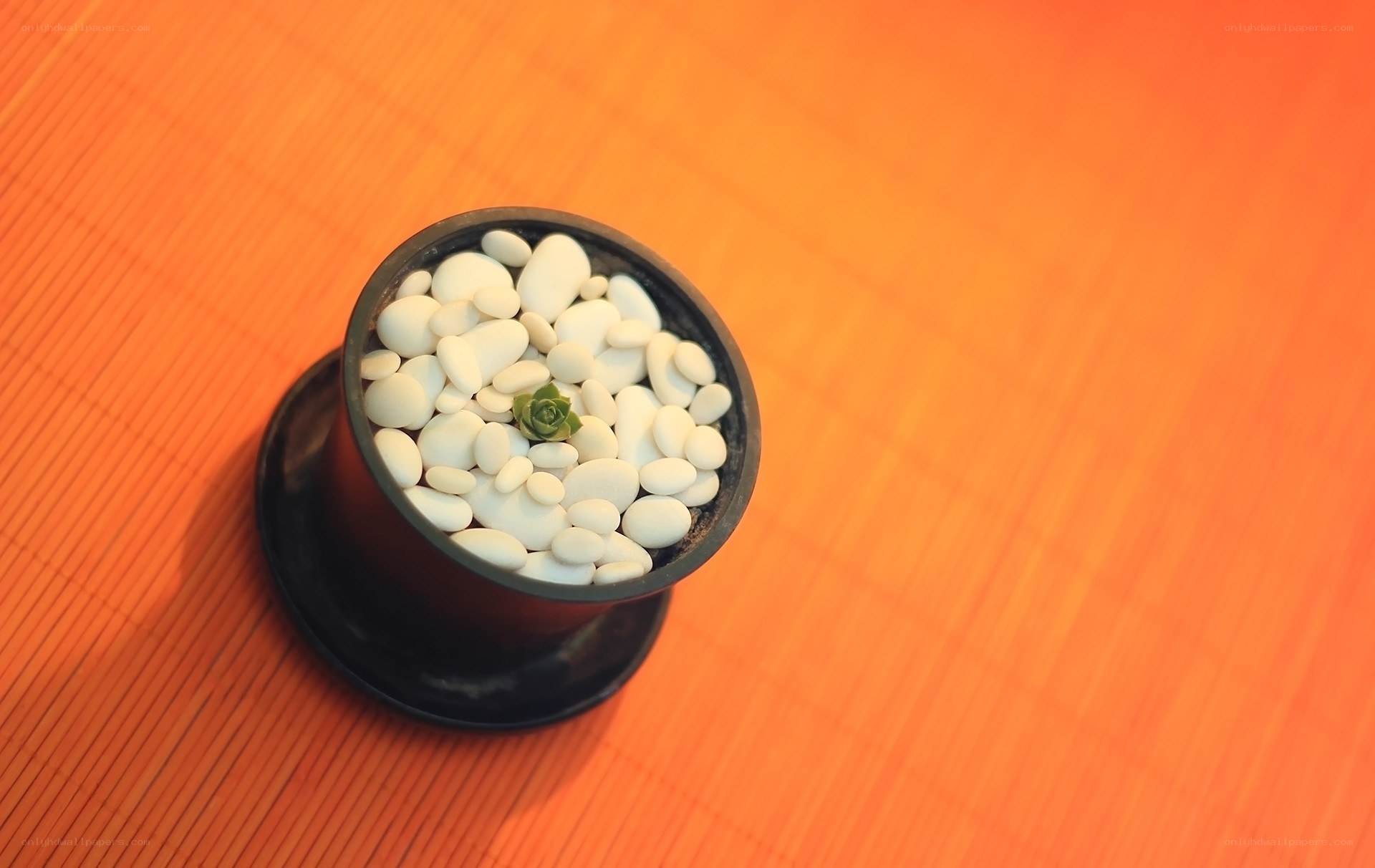 succulent in white pebbles