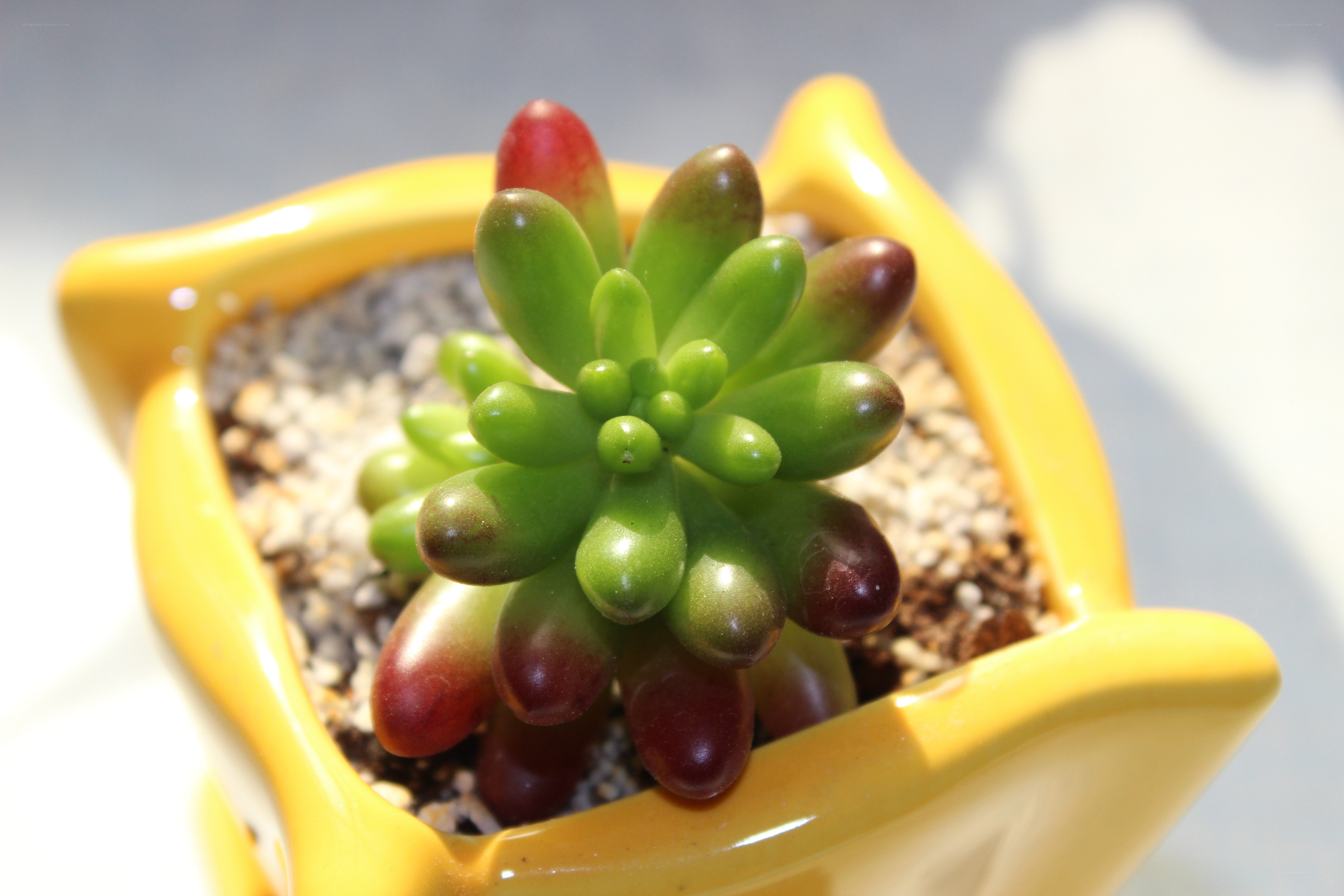 succulent in yellow pot