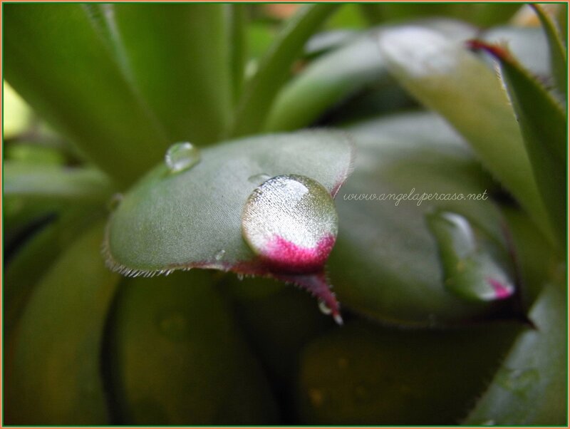 Succulent Leaf with Water Droplet