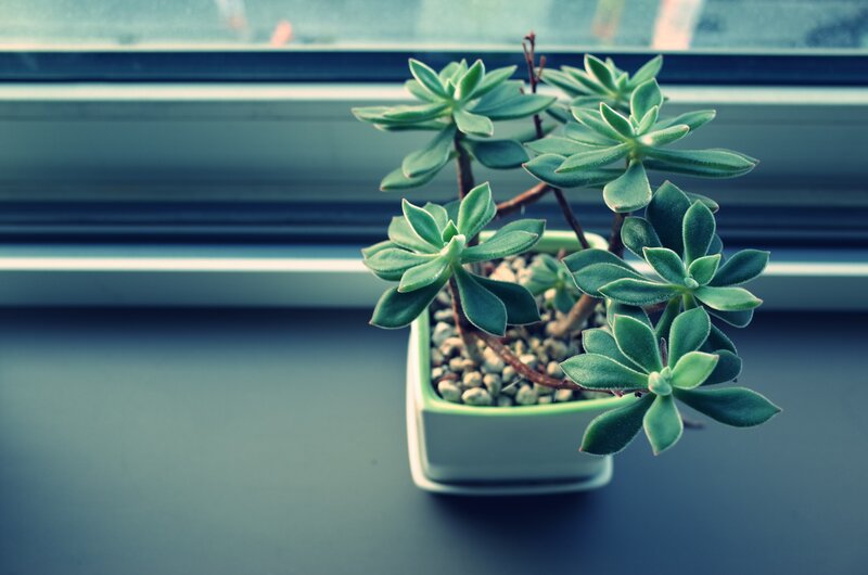 Succulent on a windowsill