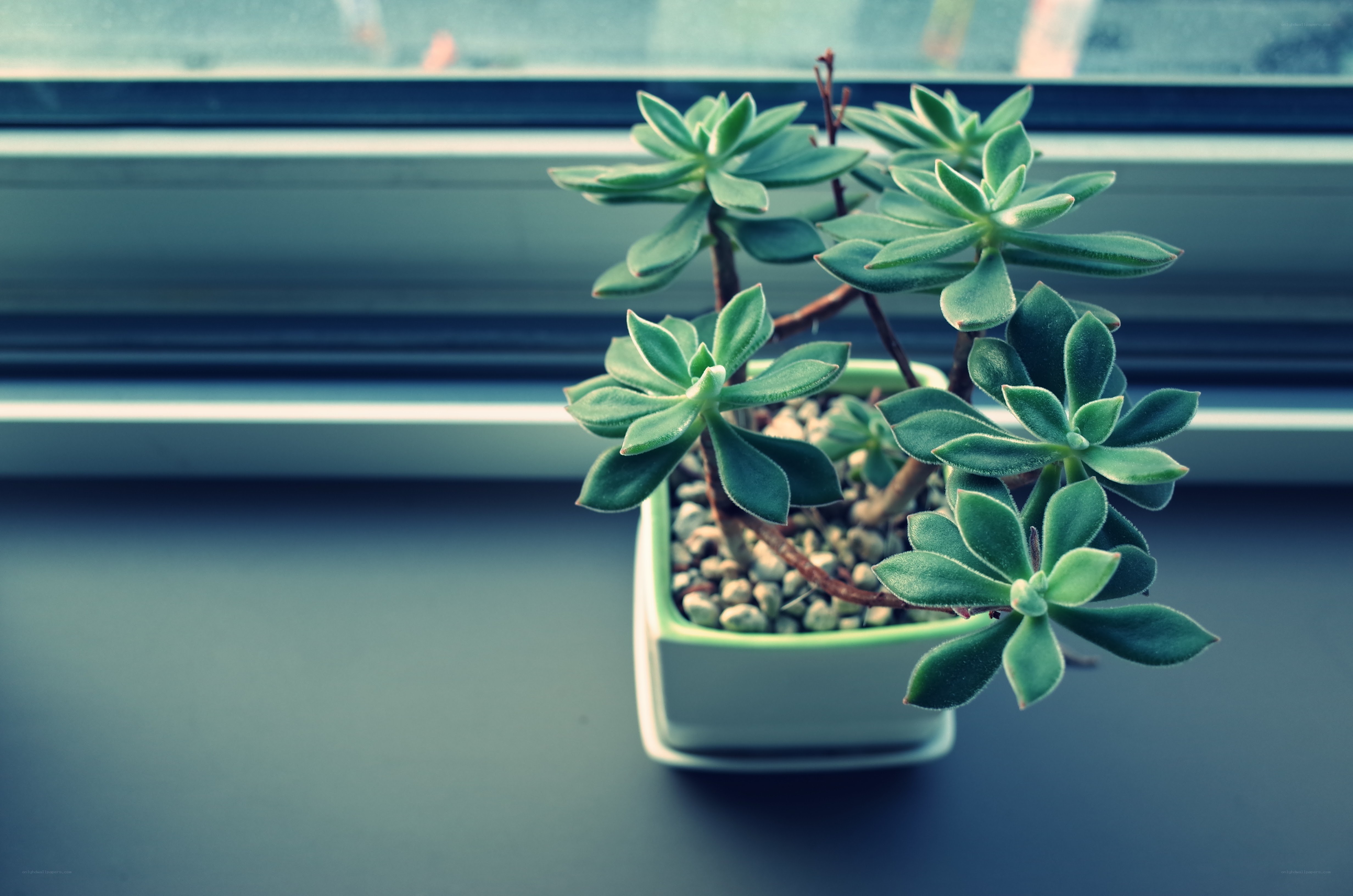 Succulent on a windowsill