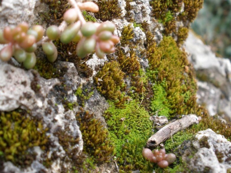 Succulent on Rocky Surface — Green