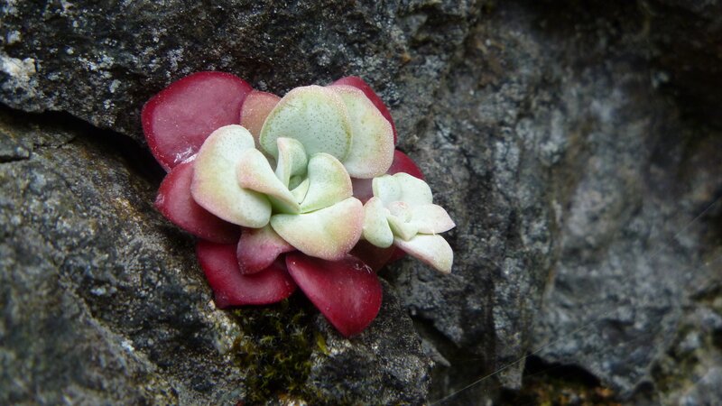 succulent on rocky surface