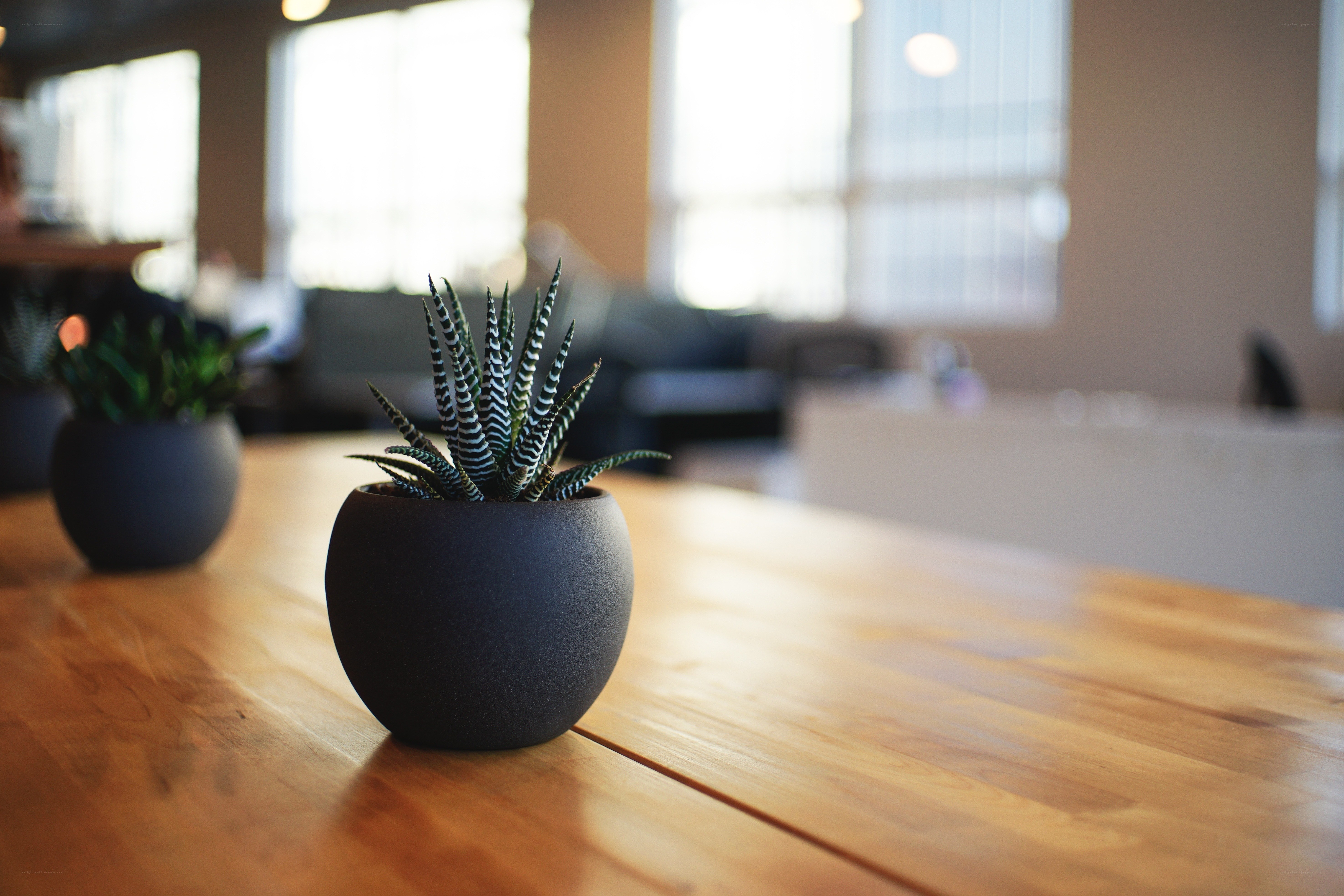 Succulent on wooden table