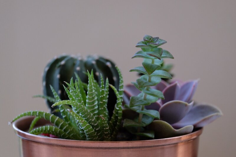 succulent plant arrangement