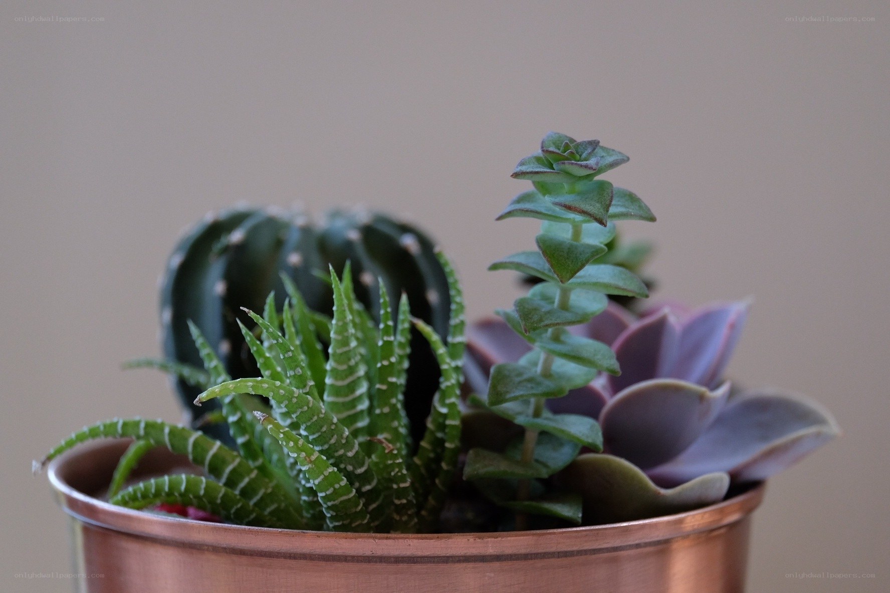 succulent plant arrangement