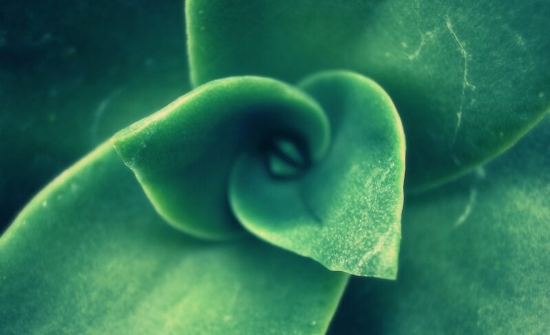 Succulent Plant Center — Green