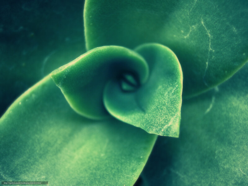 Succulent Plant Center