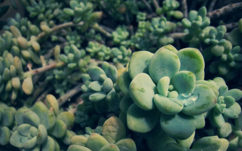 succulent plant close-up