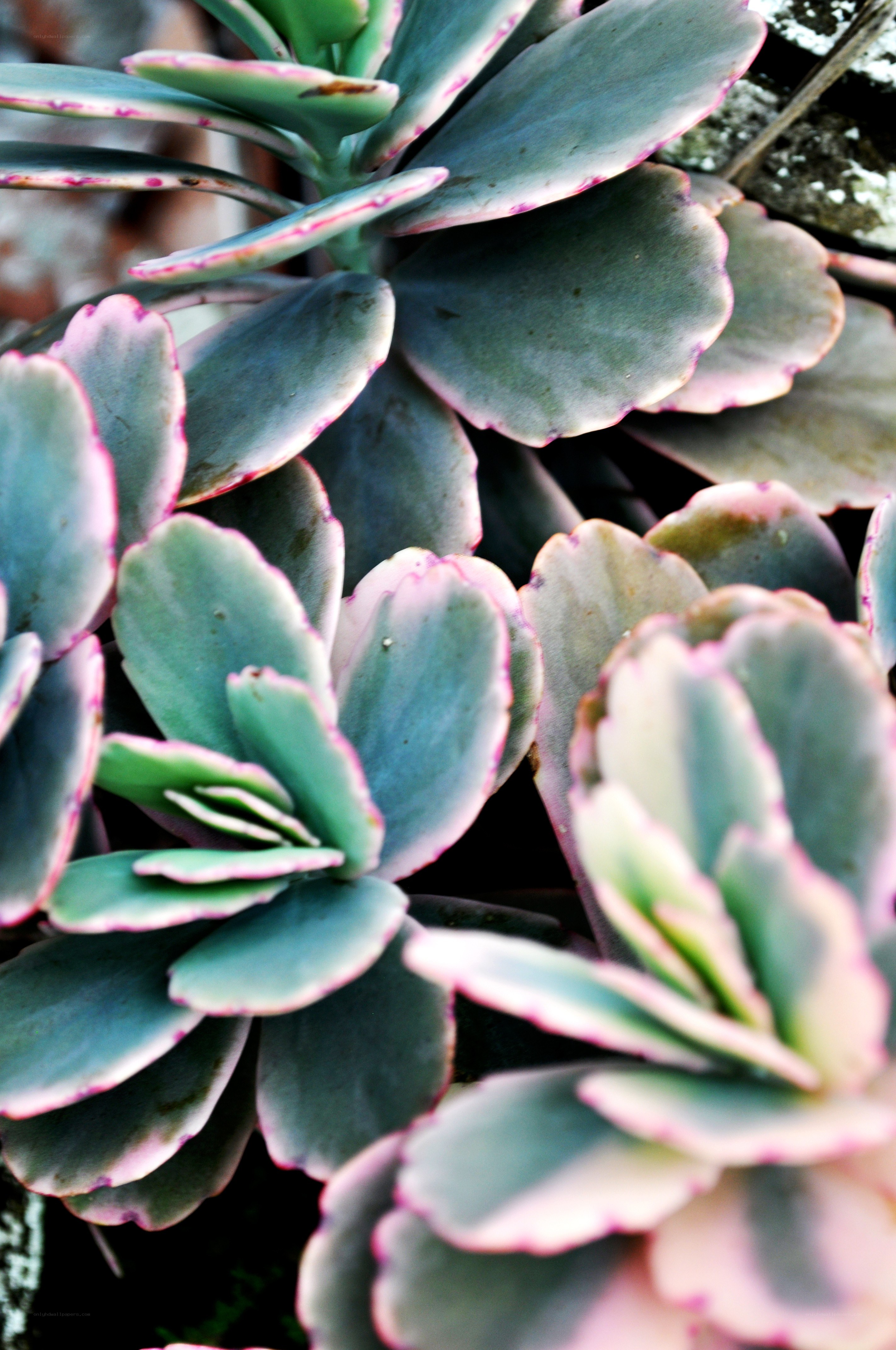 succulent plant close-up