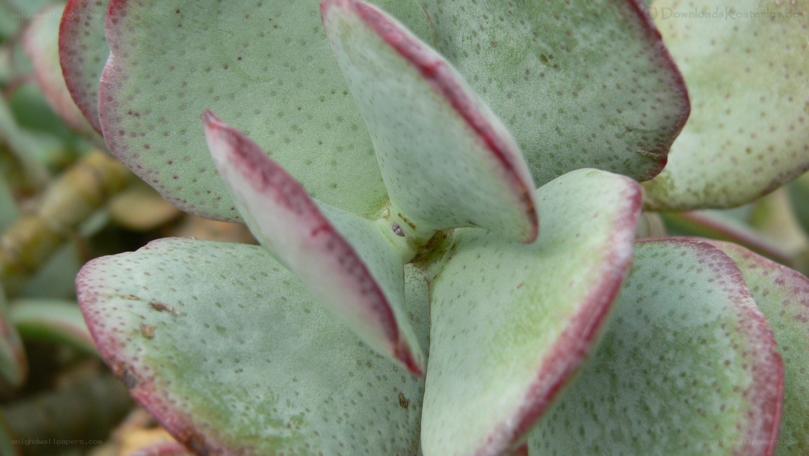 succulent plant close-up