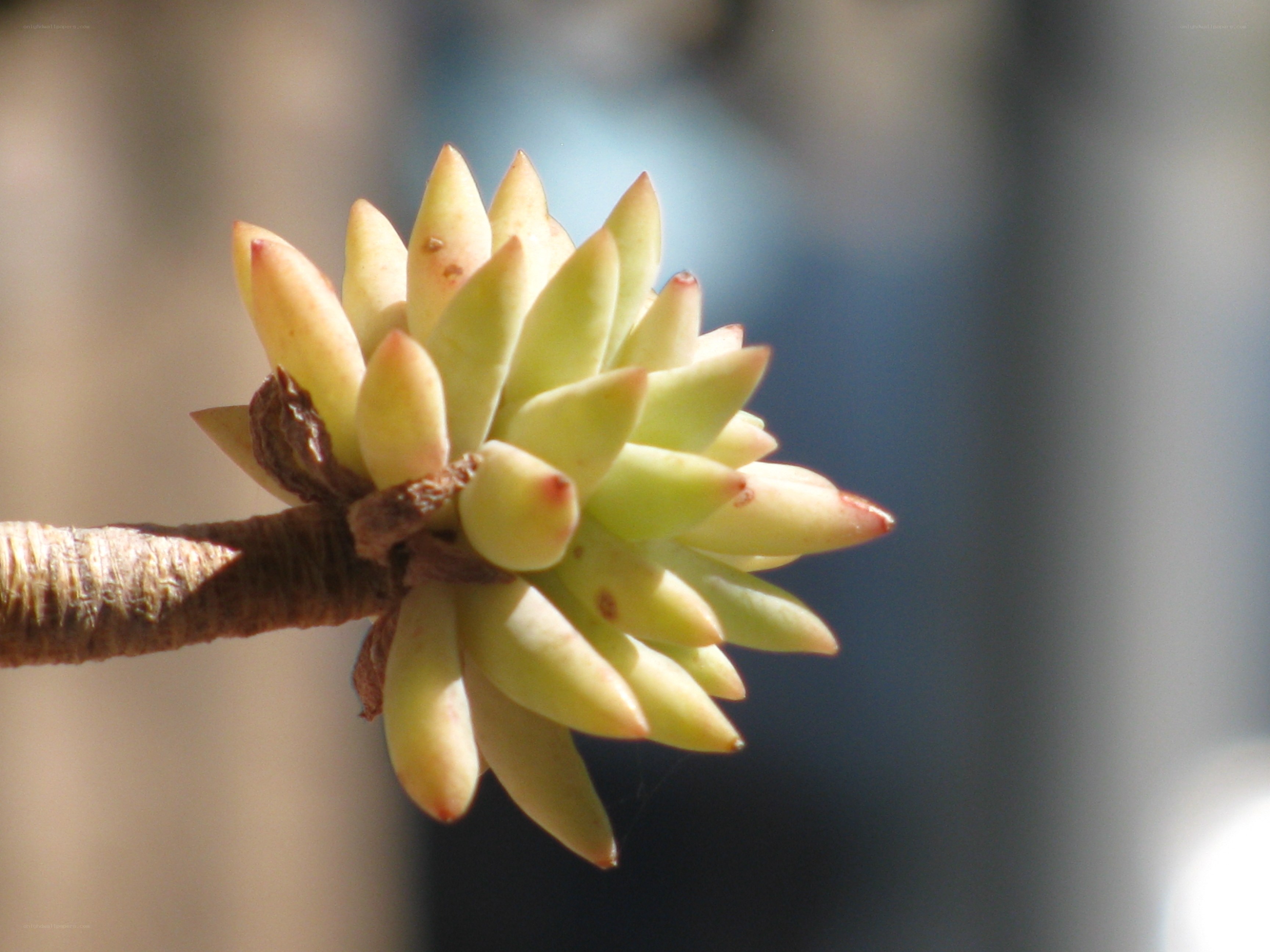 succulent plant close-up