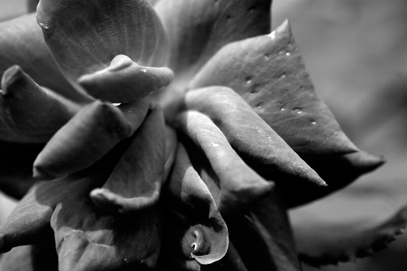 Succulent Plant Close-up — Black