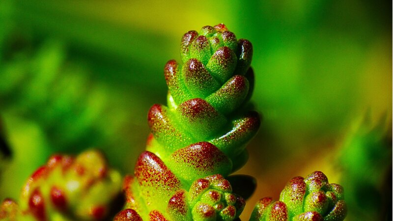 Succulent Plant Close-up — Green, Natural, Afternoon