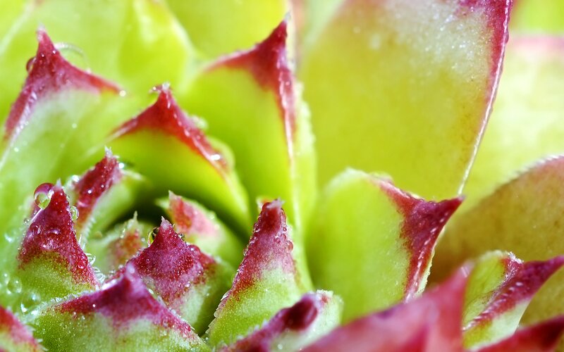 Succulent Plant Close-up — Green