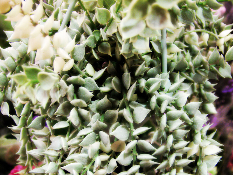 Succulent Plant Cluster — Green, Calm