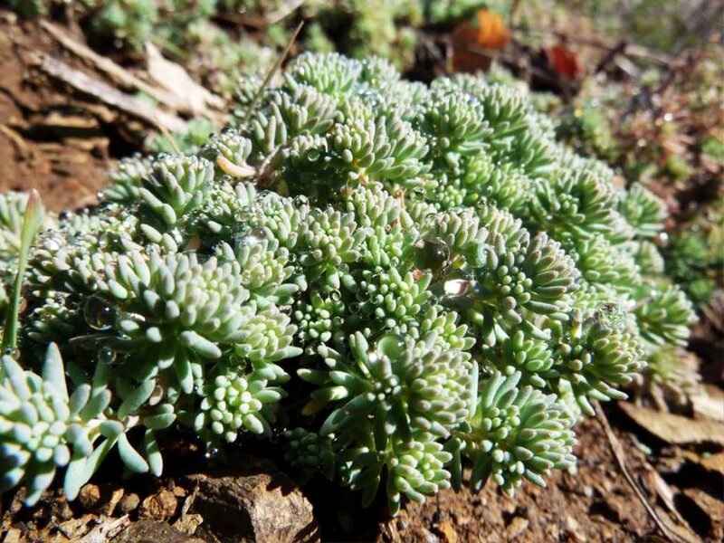 Succulent Plant Cluster — Green, Natural, Morning
