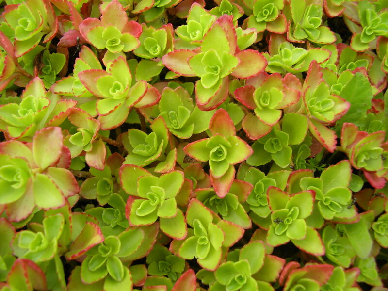 Succulent Plant Cluster — Green, Natural