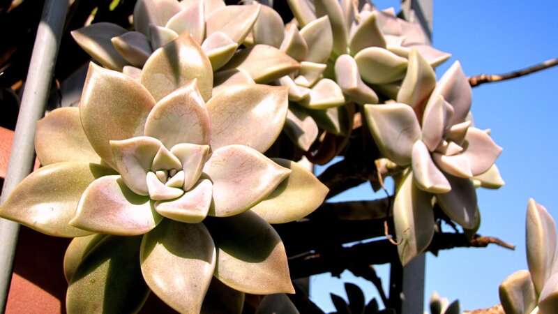 Succulent Plant Cluster — Green
