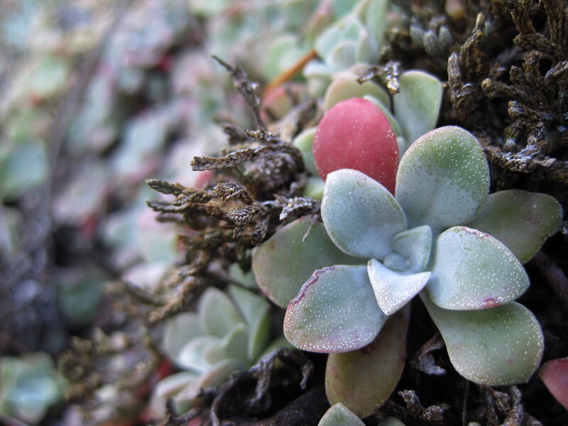Succulent Plant Cluster