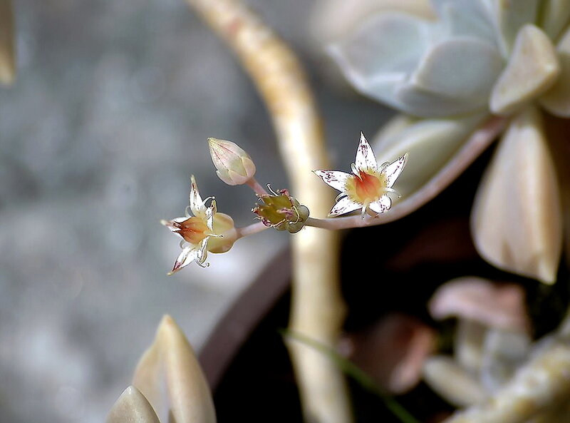 Succulent Plant Flowers