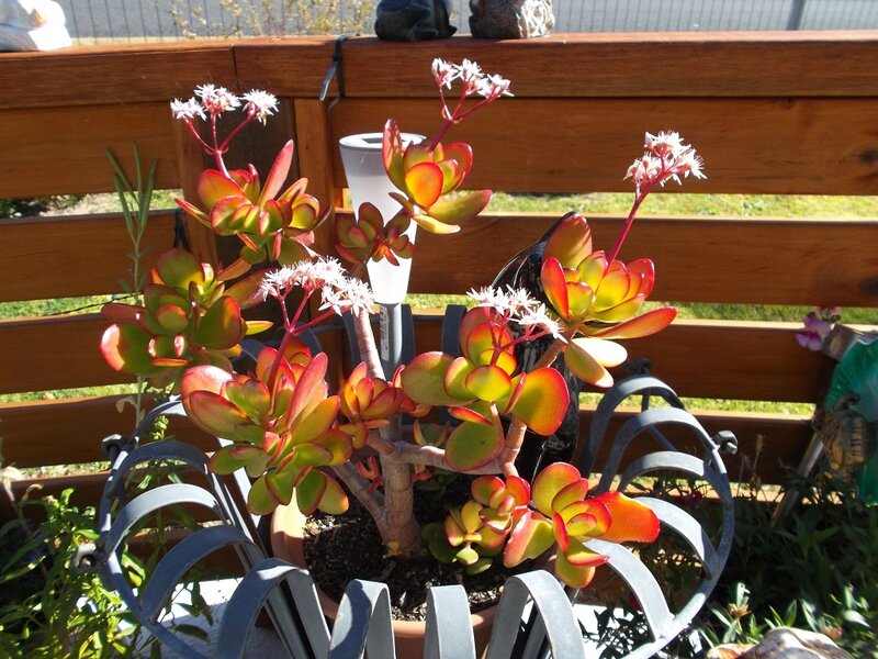 Succulent Plant in Bloom